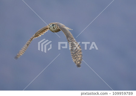 一隻會飛的紅隼 一隻會飛的紅隼 109959789