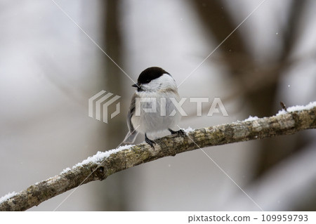 Black-capped tit perched on a tree branch in the winter forest Black-capped tit perched on a tree branch in the winter forest 109959793
