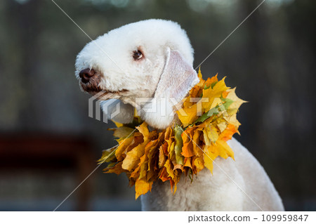 Close-up portrait of a young liver-colored Bedlington Terrier wearing a maple leaf collar Close-up portrait of a young liver-colored Bedlington Terrier wearing a maple leaf collar 109959847