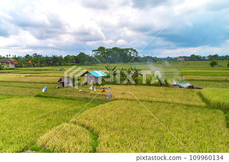 Aerial view of rice plantations and a hill village from a drone. Rice terraces on the island of Bali. 109960134