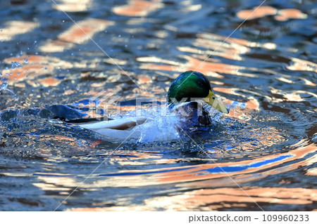 Duck bathing image Duck bathing image 109960233
