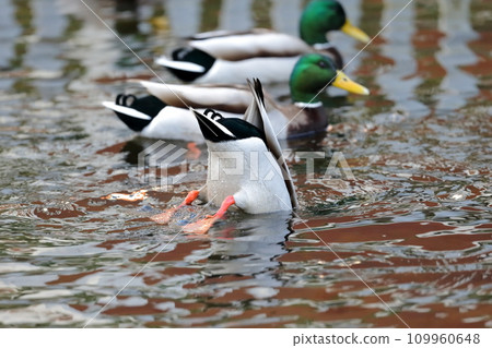 Duck bathing image 109960648