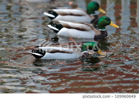 Duck bathing image 109960649