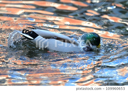 Duck bathing image Duck bathing image 109960653