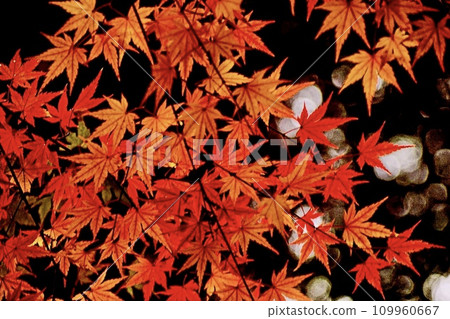 秋天的紅楓葉 秋天的紅楓葉 109960667