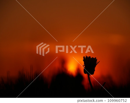 couple sitting bench sunset relaxing couple sitting bench sunset relaxing 109960752