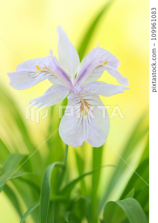 Himeshaga，野花，鳶尾科，日本特有 109961083