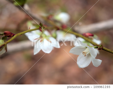 White maple strawberry flowers that bloomed in March White maple strawberry flowers that bloomed in March 109961193