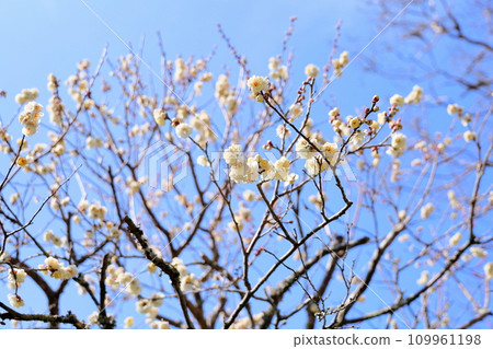 White plum blossoms starting to bloom White plum blossoms starting to bloom 109961198