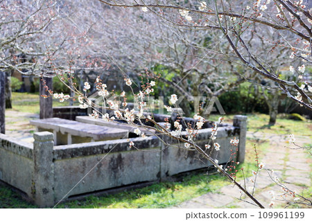 White plum blossoms starting to bloom White plum blossoms starting to bloom 109961199