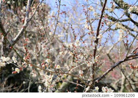 White plum blossoms starting to bloom White plum blossoms starting to bloom 109961200