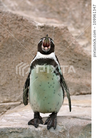 Humboldt penguin standing with open mouth 109961347