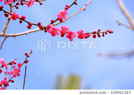 生動的梅花 109961367