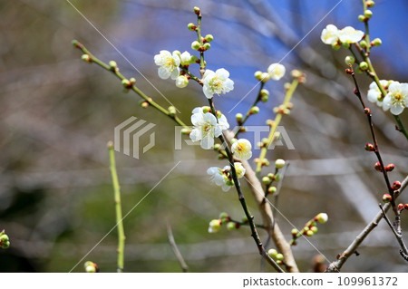 清爽的白梅花 清爽的白梅花 109961372