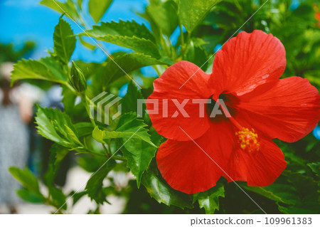 紅芙蓉 109961383
