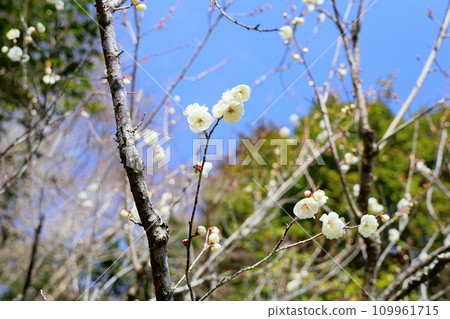 清爽的白梅花 109961715
