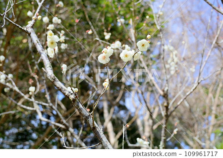 Refreshing white plum blossom Refreshing white plum blossom 109961717