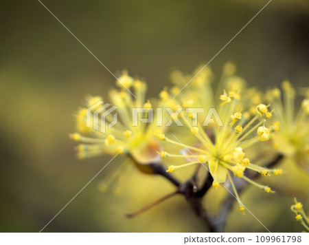 Cherry blossoms blooming in March 109961798