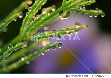 馬尾花的微距攝影反映在馬尾滴中 109962266