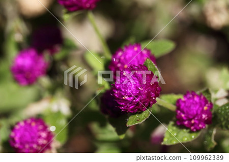 肉桂花和晨露 109962389