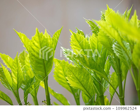 Aoki's young leaves Aoki's young leaves 109962524