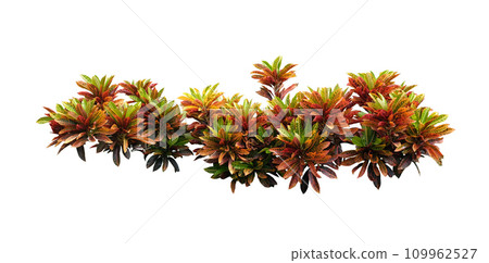 Codiaeum Variegatum Or Petra Croton Tropical Plant In Landscaped Garden Codiaeum Variegatum Or Petra Croton Tropical Plant In Landscaped Garden 109962527