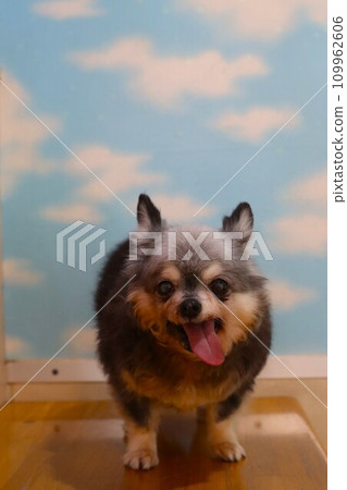 Mu-chan, a Chihuahua girl, looks cute in front of a wallpaper of white clouds in the blue sky ♡ Mu-chan, a Chihuahua girl, looks cute in front of a wallpaper of white clouds in the blue sky ♡ 109962606