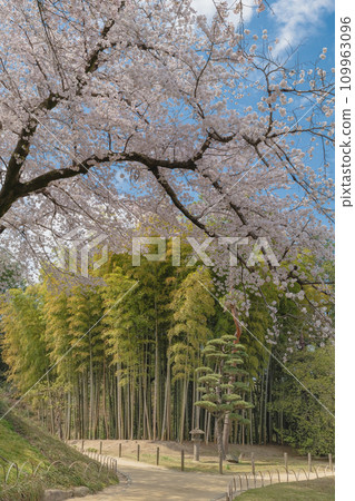 Cherry blossoms and bamboo forest at Korakuen in Okayama Cherry blossoms and bamboo forest at Korakuen in Okayama 109963096