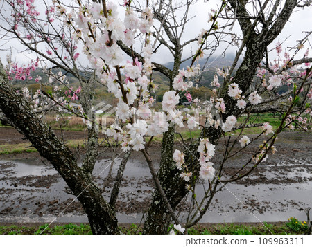 Rinrin Road in Tsukuba City is lined with cherry blossom trees in full bloom. On an early spring morning, I step on the pedals and go for a quick run. Rinrin Road in Tsukuba City is lined with cherry blossom trees in full bloom. On an early spring morning, I step on the pedals and go for a quick run. 109963311