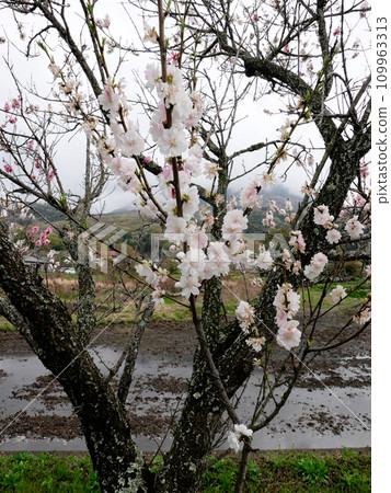 Rinrin Road in Tsukuba City is lined with cherry blossom trees in full bloom. On an early spring morning, I step on the pedals and go for a quick run. Rinrin Road in Tsukuba City is lined with cherry blossom trees in full bloom. On an early spring morning, I step on the pedals and go for a quick run. 109963313
