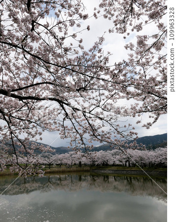 Rinrin Road in Tsukuba City is lined with cherry blossom trees in full bloom. On an early spring morning, I step on the pedals and go for a quick run. Rinrin Road in Tsukuba City is lined with cherry blossom trees in full bloom. On an early spring morning, I step on the pedals and go for a quick run. 109963328