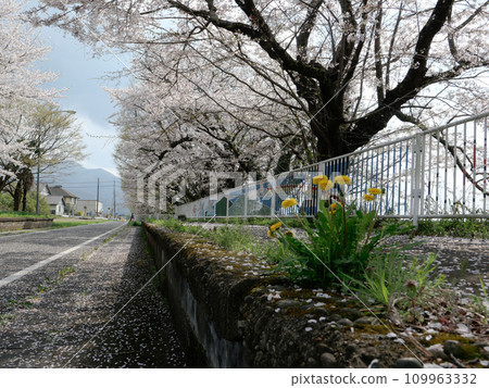 Rinrin Road in Tsukuba City is lined with cherry blossom trees in full bloom. On an early spring morning, I step on the pedals and go for a quick run. Rinrin Road in Tsukuba City is lined with cherry blossom trees in full bloom. On an early spring morning, I step on the pedals and go for a quick run. 109963332
