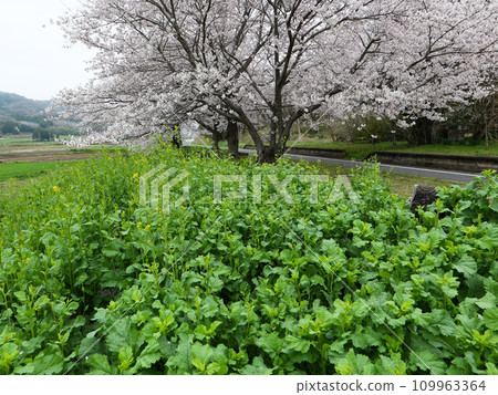 Rinrin Road in Tsukuba City is lined with cherry blossom trees in full bloom. On an early spring morning, I step on the pedals and go for a quick run. Rinrin Road in Tsukuba City is lined with cherry blossom trees in full bloom. On an early spring morning, I step on the pedals and go for a quick run. 109963364