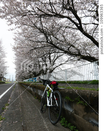 Rinrin Road in Tsukuba City is lined with cherry blossom trees in full bloom. On an early spring morning, I step on the pedals and go for a quick run. Rinrin Road in Tsukuba City is lined with cherry blossom trees in full bloom. On an early spring morning, I step on the pedals and go for a quick run. 109963365