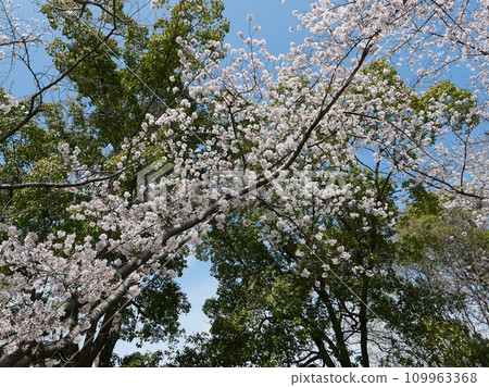 Rinrin Road in Tsukuba City is lined with cherry blossom trees in full bloom. On an early spring morning, I step on the pedals and go for a quick run. Rinrin Road in Tsukuba City is lined with cherry blossom trees in full bloom. On an early spring morning, I step on the pedals and go for a quick run. 109963368