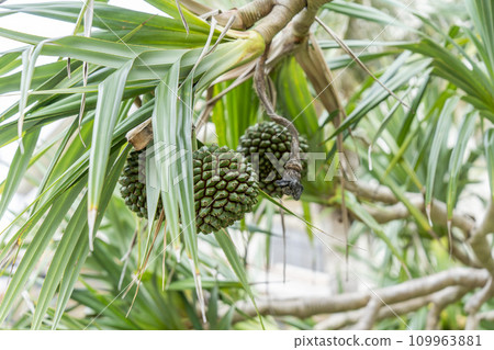 Pandanus at Busena Marine Park, Nago City, Okinawa Prefecture 109963881