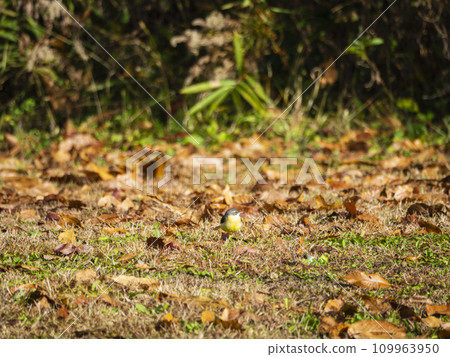 Little birds playing in the winter park Little birds playing in the winter park 109963950