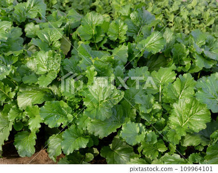 西方油菜種植 109964101