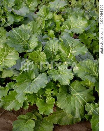 西方油菜種植 109964102