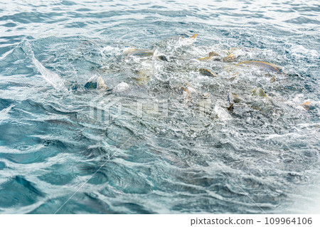 Busena Marine Park, fish flocking to bait, Nago City, Okinawa Prefecture Busena Marine Park, fish flocking to bait, Nago City, Okinawa Prefecture 109964106