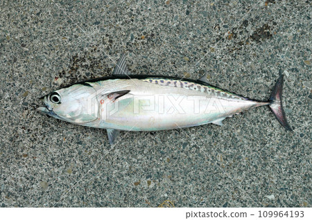 伊豆靜浦堤壩網箱捕獲的蘇打鰹魚 109964193
