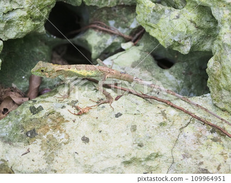 Okinawa Kinobori Lizard resting on a rock (Yanbaru National Park Oishibayashiyama, Kunigami District, Okinawa Prefecture) 2 Okinawa Kinobori Lizard resting on a rock (Yanbaru National Park Oishibayashiyama, Kunigami District, Okinawa Prefecture) 2 109964951