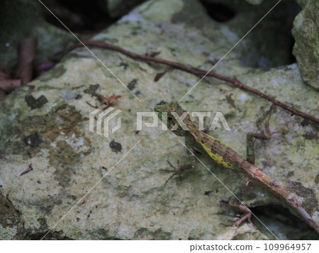 Okinawa Kinobori Lizard (Yanbaru National Park Oishi Rinzan, Kunigami District, Okinawa Prefecture) 4 Okinawa Kinobori Lizard (Yanbaru National Park Oishi Rinzan, Kunigami District, Okinawa Prefecture) 4 109964957