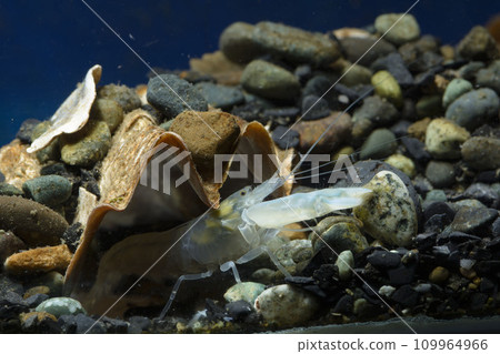 Snapping shrimp pistol shrimp 109964966