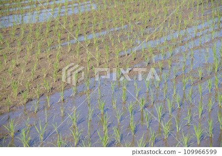 Scenery with rice field 109966599