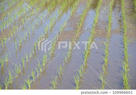 Rice in paddy fields 109966601