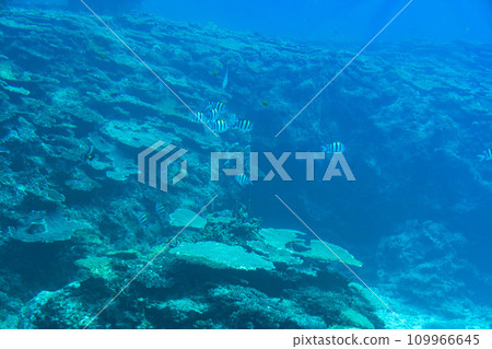 Busena Marine Park - Coral reef and shoal of Oyabitcha seen from the underwater observation tower, Nago City, Okinawa Prefecture 109966645