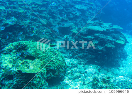 Busena Marine Park - Coral reef and shoal of Oyabitcha seen from the underwater observation tower, Nago City, Okinawa Prefecture 109966646