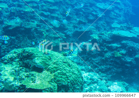 Busena Marine Park - Coral reef and shoal of Oyabitcha seen from the underwater observation tower, Nago City, Okinawa Prefecture 109966647
