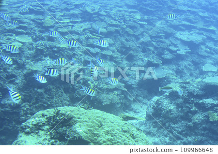 Busena Marine Park - Coral reef and shoal of Oyabitcha seen from the underwater observation tower, Nago City, Okinawa Prefecture 109966648